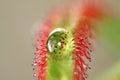 Macro of a carnivore plant Royalty Free Stock Photo