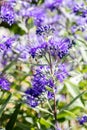 Macro of Caryopteris, heavenly blue clandonensis flowers in sunny garden Royalty Free Stock Photo