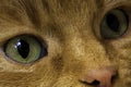 Macro Cat green eye close up. Red ginger cat head looking at the camera Royalty Free Stock Photo