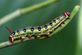 Macro caterpillar