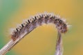 Macro caterpillar on branch Royalty Free Stock Photo