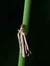 Caterpillar of a common bagworm Psyche casta
