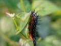 macro caterpillar with horns all over the body and fine hairs on green leaves in the morning Royalty Free Stock Photo