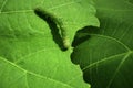 Macro Caterpillar on Leaf Royalty Free Stock Photo