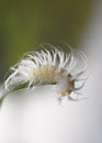 Macro Caterpillar on Leaf Close Up Royalty Free Stock Photo