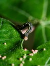 Caterpillar of a mottled umber moth Erannis defoliaria