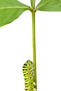 Macro of caterpillar on stem Royalty Free Stock Photo