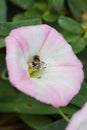 Macro Caucasian gray bee Andrena nitidiuscula inside white and p