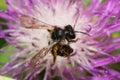 Macro of Caucasian bee Andrena nitidiuscula of summer generation