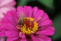 Macro of Caucasian bee Apis mellifera collecting nectar on a bri Royalty Free Stock Photo