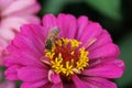 Macro of a Caucasian bee Apis mellifera collecting nectar on a b Royalty Free Stock Photo