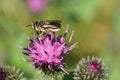 Macro of Caucasian bee Hymenoptera Megachile rotundata with wing