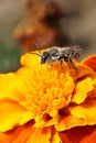 Macro of the Caucasian bee Hymenoptera Megachile rotundata on th
