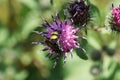 Macro of a Caucasian wasp Scolia hirta on a flower of thistles