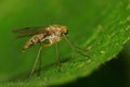 Macro of a Caucasian double-winged insect Mosquito mosquito sitting on a green leaf in the grass of the Caucasus foothills Royalty Free Stock Photo