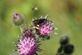 Macro of Caucasian fluffy and black-yellow wasp Scolia hirta on