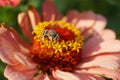 Macro of Caucasian fluffy striped and gray bee Amegilla albigena on an orange-pink flower Zinnia Royalty Free Stock Photo