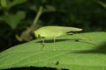 Macro of a caucasian green grasshopper with long mustache and pa