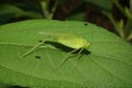 Macro of a caucasian green grasshopper with long mustache on a g