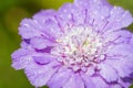 Macro of a Caucasian scabious