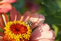 Macro of Caucasian striped and gray bee Amegilla albigena on ora Royalty Free Stock Photo