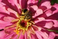 Macro of Caucasian striped bumblebee Bombus serrisquama with yellow belly on pink Zinnia Royalty Free Stock Photo