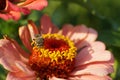 Macro of Caucasian striped gray bee Amegilla albigena flying on Royalty Free Stock Photo