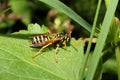 Macro of Caucasian striped yellow-black wasp in the grass