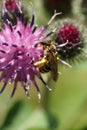 Macro of Caucasian wild bee Macropis fulvipes on inflorescences Royalty Free Stock Photo