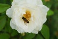 Macro of Caucasian yellow-striped hoverfly of genus Dasysyrphus