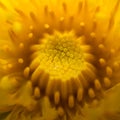 Macro of the center of a dandelion head not fully opened. spiralling display of petals