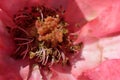Macro center parts of rose showing pistil stamen stigma filaments
