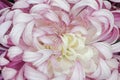 Macro of the center of a pink and white spider mum Royalty Free Stock Photo