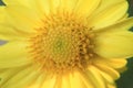 A Macro of center and stamens of a vibrant yellow flower for background Royalty Free Stock Photo