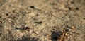 Macro. The centipede moves over the sand through the fallen leaves. The picture was taken in the daytime, warm autumn evening. Royalty Free Stock Photo