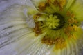 Macro of centre of white poppy flower