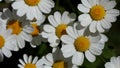 Macro Chamomile flowers from up view. White daisy flowers. Nature background flower fields, white flowers isolated on black Royalty Free Stock Photo