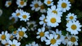 Macro Chamomile flowers from up view. White daisy flowers. Nature background flower fields, wild flower meadow, botany and biology Royalty Free Stock Photo