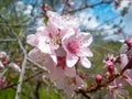 Macro cherry blossoms from the Carpathian Mountains Royalty Free Stock Photo