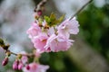 Macro cherry blossoms flowers and bud Royalty Free Stock Photo