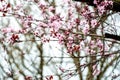 Macro cherry blossoms flowers and bud. Soft focus Royalty Free Stock Photo