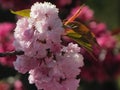 Macro View of Cherry Blossoms Royalty Free Stock Photo