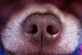 Macro of a chihuahua nose