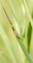 Macro of a Chironomus Midge on a Stalk of Grass