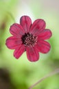 Macro Chocolate cosmos flower blurred green background Cosmos a
