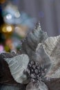 Macro of Christmas gray poinsettia flower and blurred dark background with bokeh. Shallow depth of field. Soft focus. Royalty Free Stock Photo