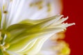 Macro of a christmas rose flower blossom Royalty Free Stock Photo