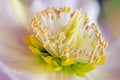 Macro of a christmas rose flower blossom Royalty Free Stock Photo
