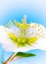 Macro of a christmas rose flower blossom Royalty Free Stock Photo