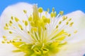 Macro of a christmas rose flower blossom Royalty Free Stock Photo